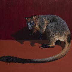 Zoe Tweedale

_Bennett's Tree Kangaroo_ 
90x120cm oil on canvas